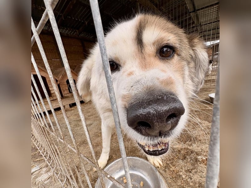 Simba sucht ein Zuhause