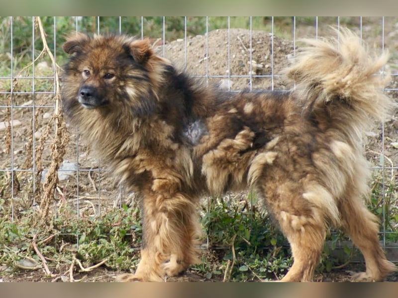 Leutu sucht ein Zuhause