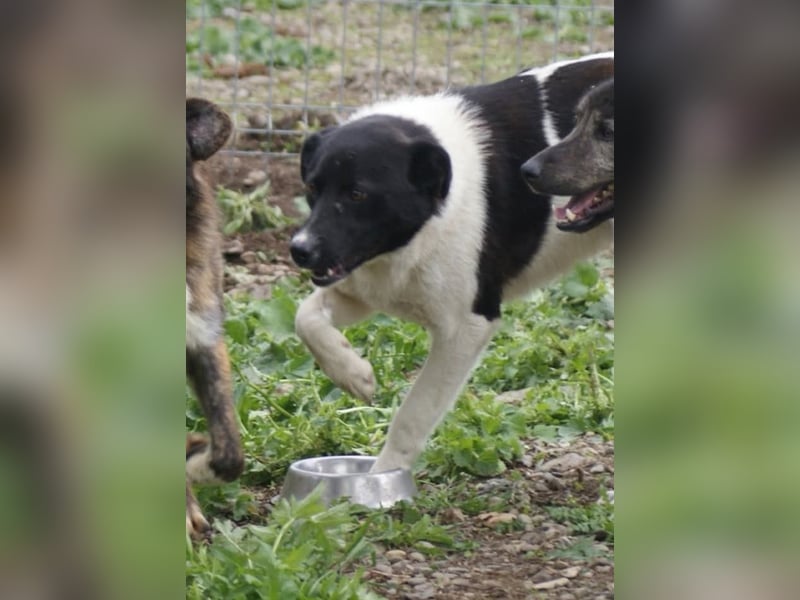 Amadeus sucht ein Zuhause