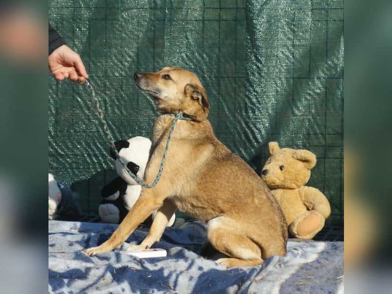 Rocco sucht ein Zuhause