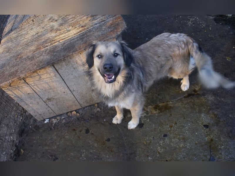 Phoenix sucht ein Zuhause