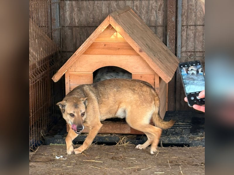 Rocco sucht ein Zuhause