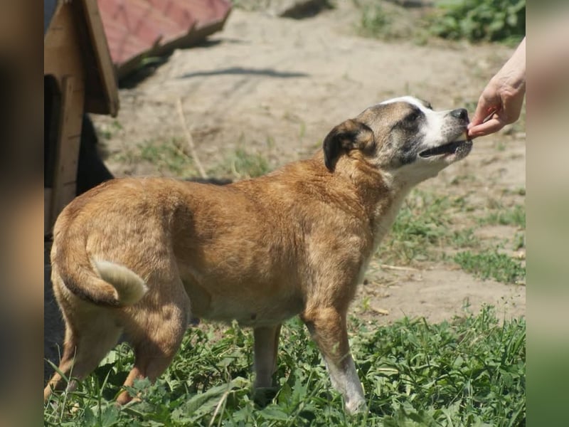 Vera sucht ein Zuhause