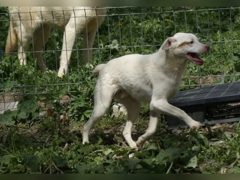 Pablo sucht ein Zuhause