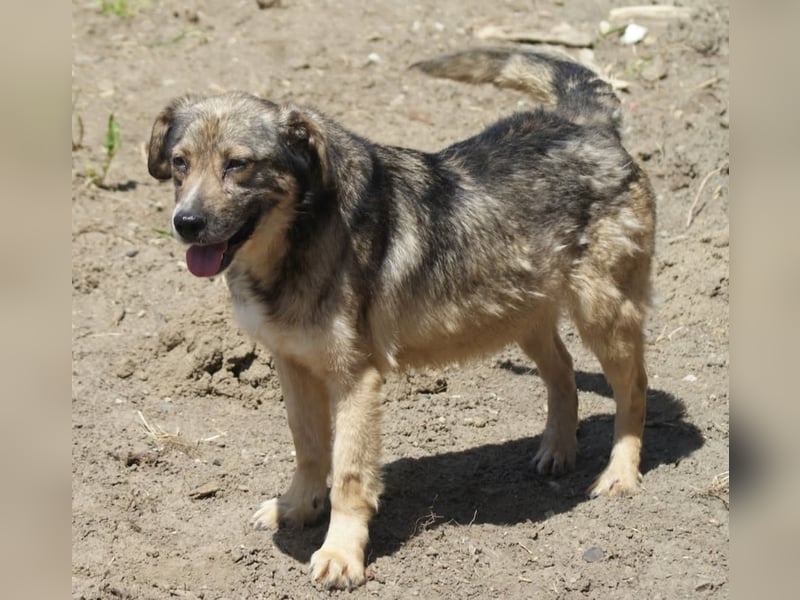 Oscar sucht ein Zuhause