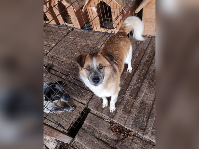 Noel sucht ein Zuhause