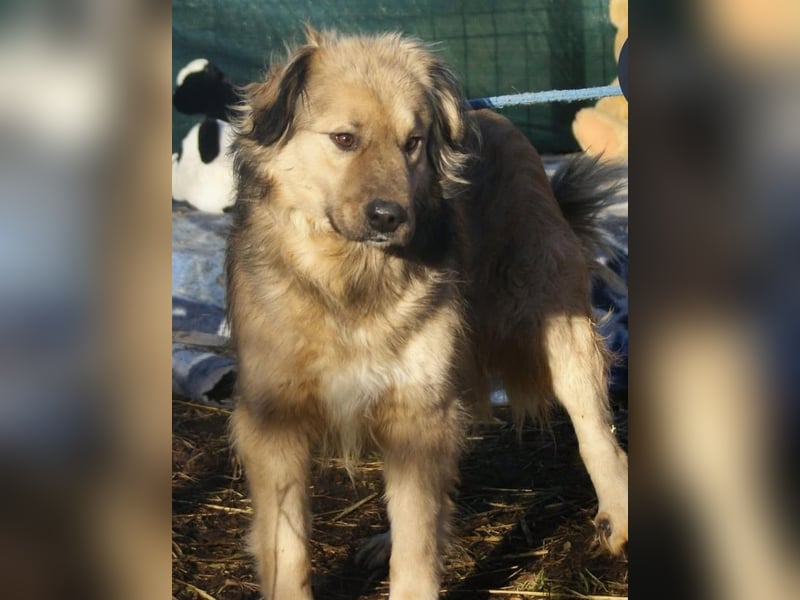 Phoenix sucht ein Zuhause