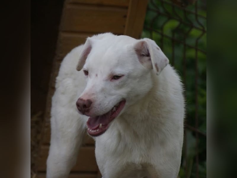 Pablo sucht ein Zuhause