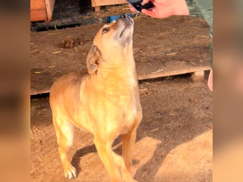 Rocco sucht ein Zuhause