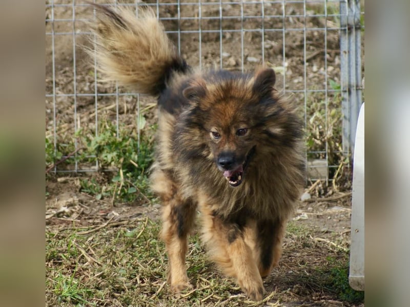 Leutu sucht ein Zuhause