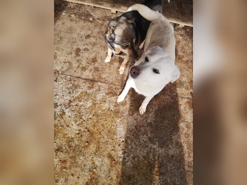 Vinnie sucht ein Zuhause