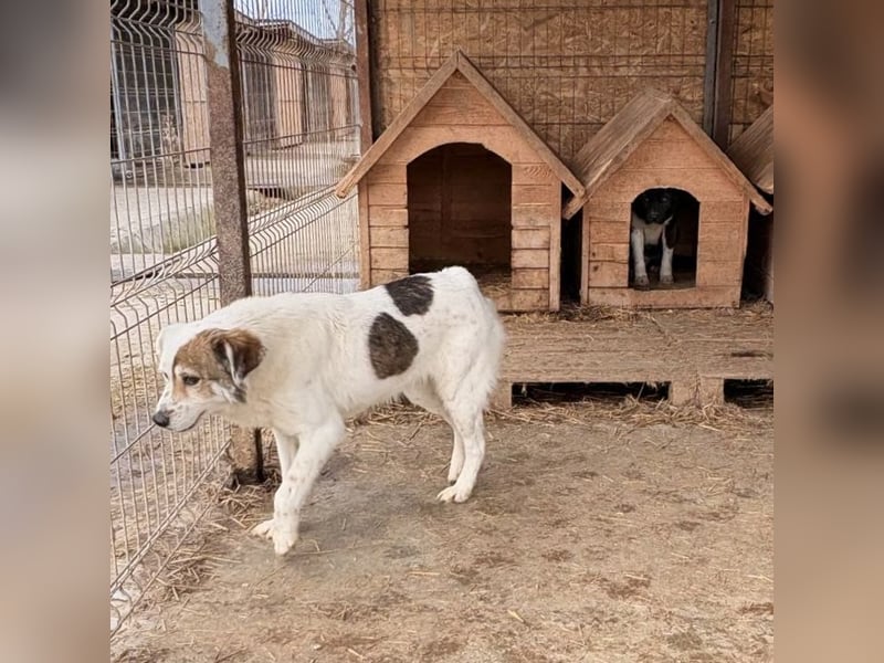 Simba sucht ein Zuhause