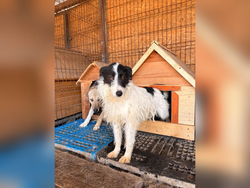 Pitti sucht ein Zuhause