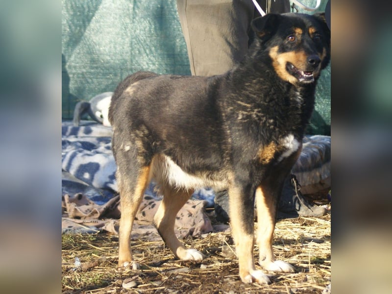 Tora sucht ein Zuhause