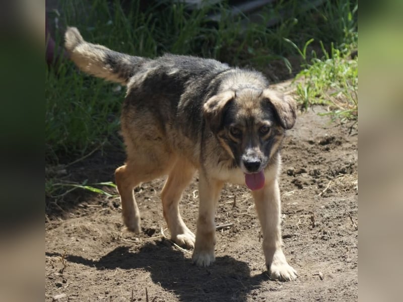 Oscar sucht ein Zuhause