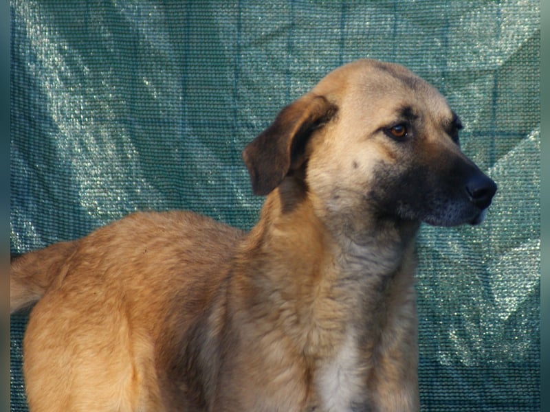 Adele sucht ein Zuhause
