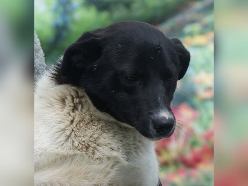 Amadeus sucht ein Zuhause