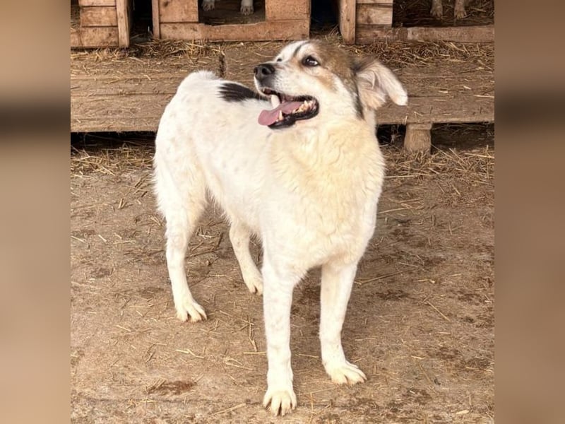 Simba sucht ein Zuhause