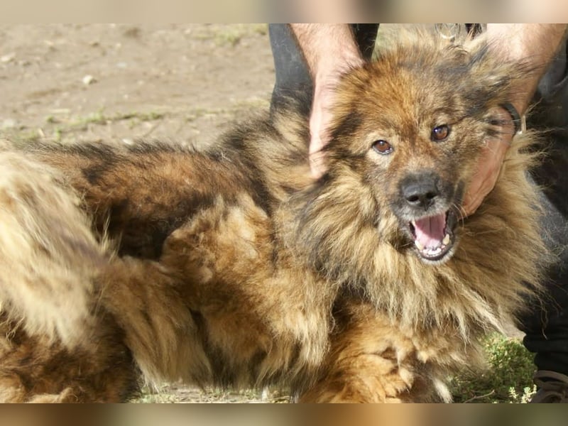 Leutu sucht ein Zuhause
