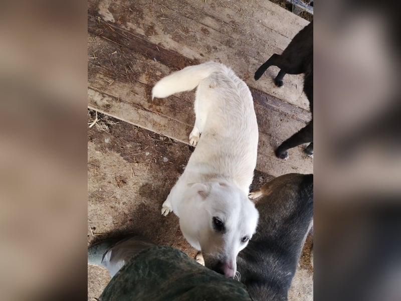 Vinnie sucht ein Zuhause