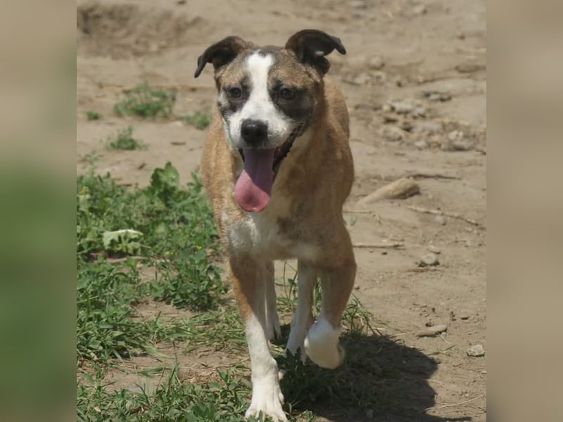 Vera sucht ein Zuhause