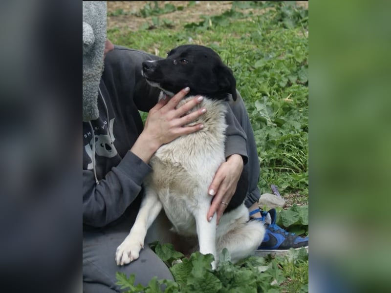 Amadeus sucht ein Zuhause