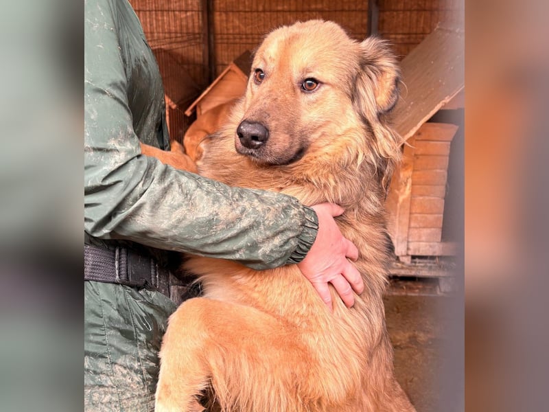 Phoenix sucht ein Zuhause