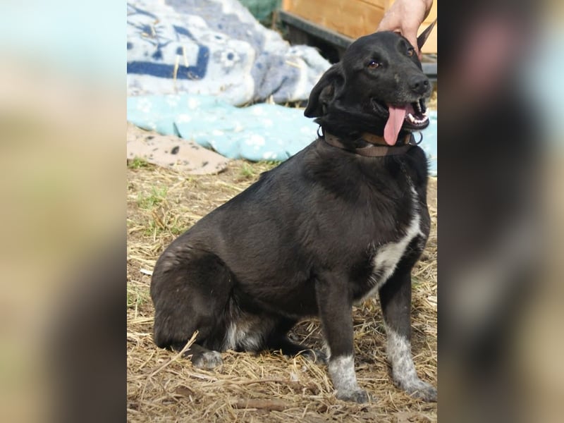 Zelda sucht ein Zuhause
