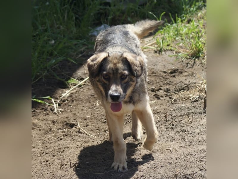Oscar sucht ein Zuhause