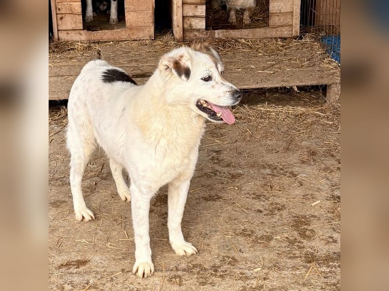 Simba sucht ein Zuhause