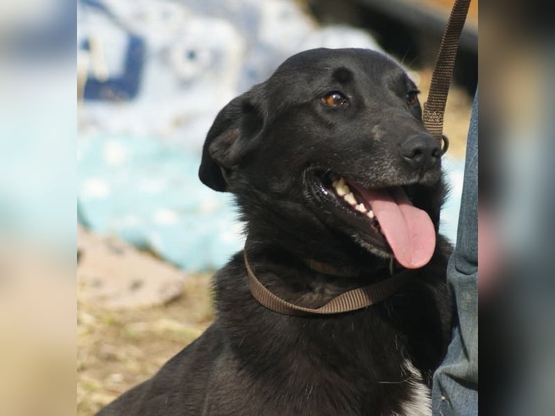 Zelda sucht ein Zuhause