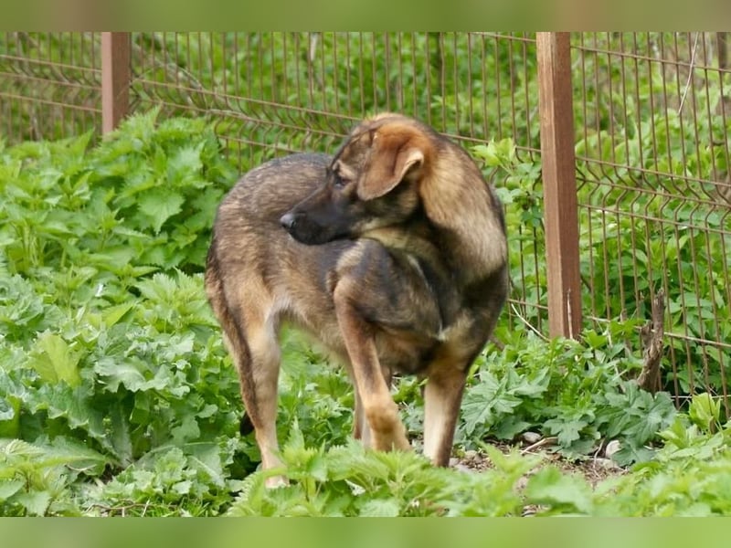 Sonya sucht ein Zuhause