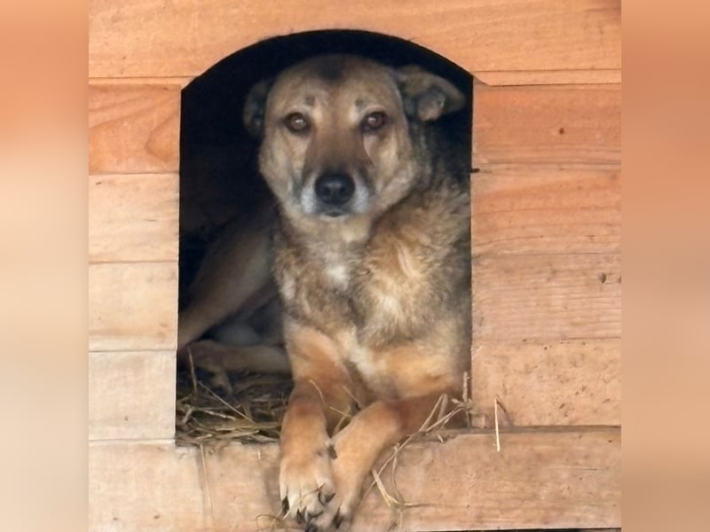 Rocco sucht ein Zuhause