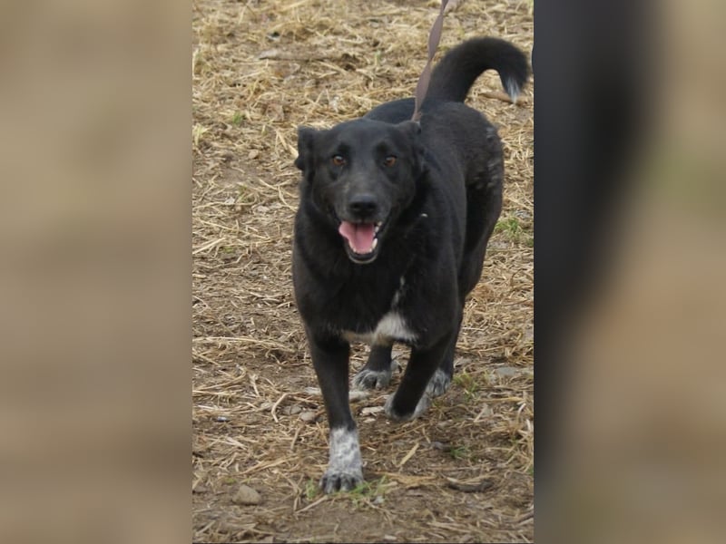Zelda sucht ein Zuhause