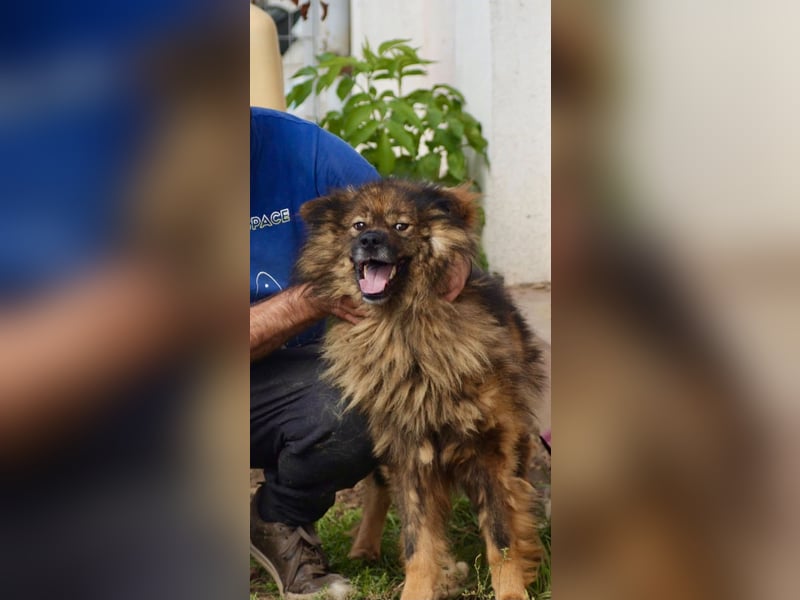 Leutu sucht ein Zuhause