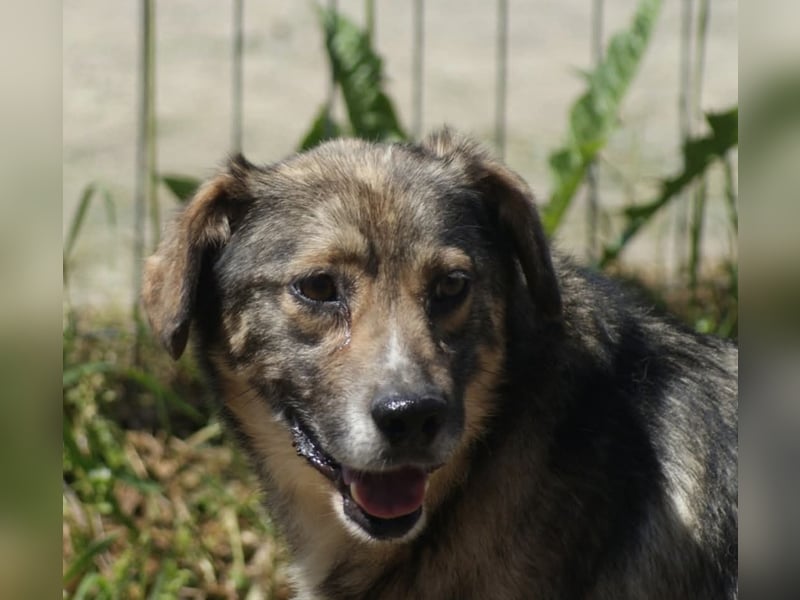 Oscar sucht ein Zuhause