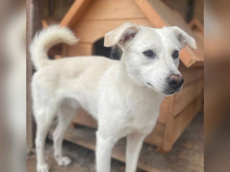 Vinnie sucht ein Zuhause