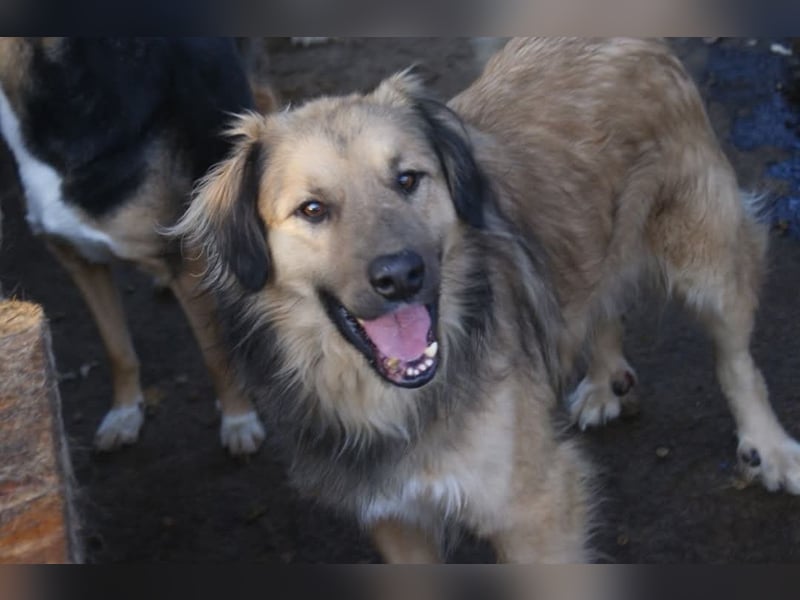 Phoenix sucht ein Zuhause