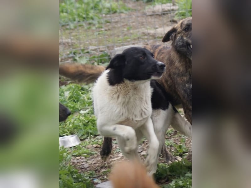 Amadeus sucht ein Zuhause