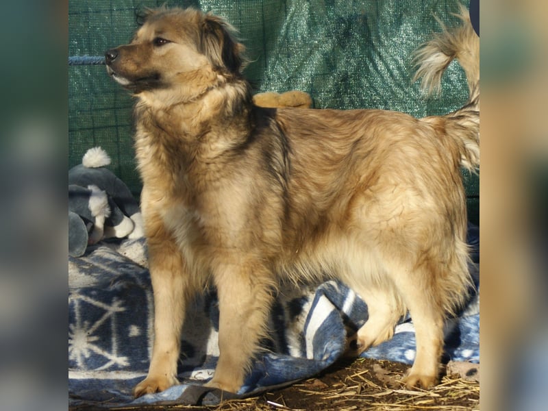 Phoenix sucht ein Zuhause