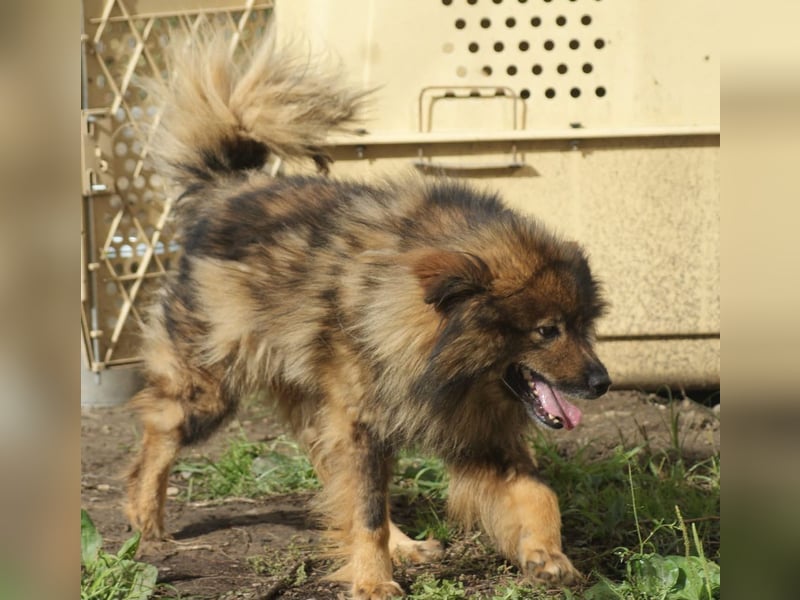 Leutu sucht ein Zuhause