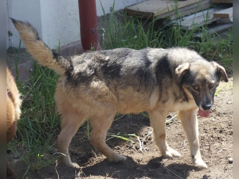 Oscar sucht ein Zuhause