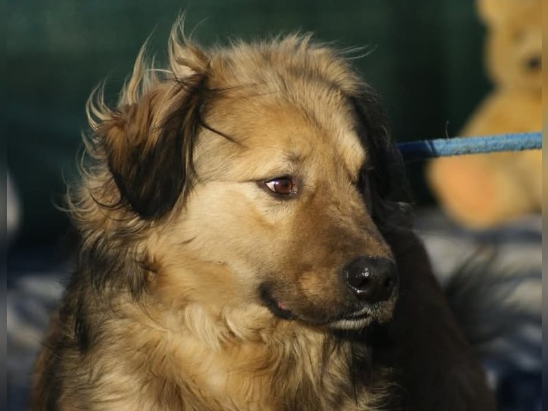 Phoenix sucht ein Zuhause