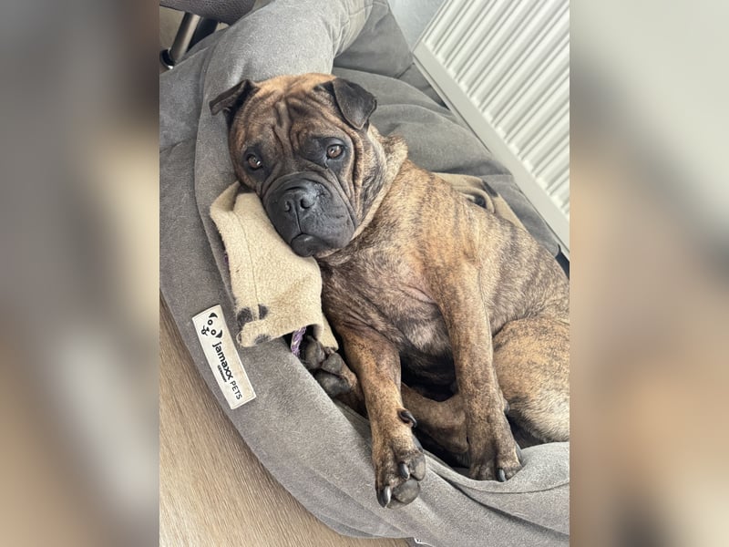 Teilzeit Familie / Pflegedtelle für Cooper gesucht