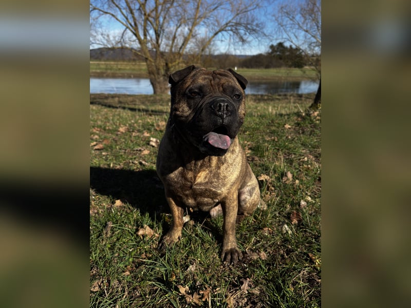 Teilzeit Familie / Pflegedtelle für Cooper gesucht