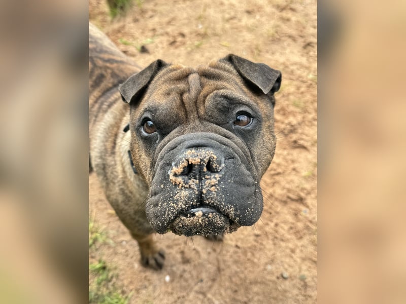 Teilzeit Familie / Pflegedtelle für Cooper gesucht