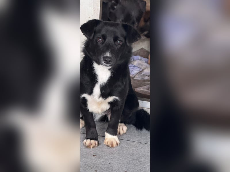 HERA - Zaubermaus sucht ihre Menschen