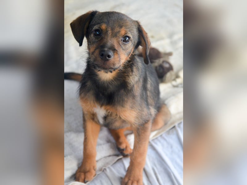 ALEXIS -freundlicher Bub sucht Familie