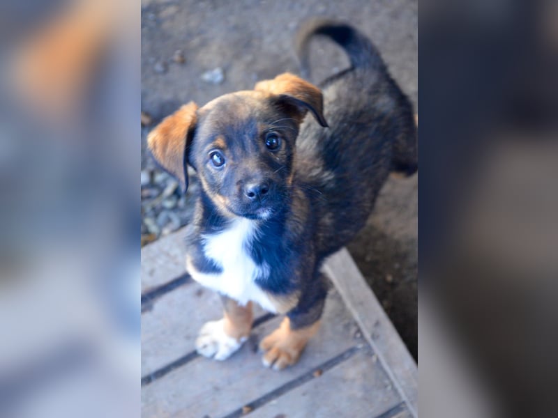 TEDDY - Schmusehund sucht Kuschelkörbchen