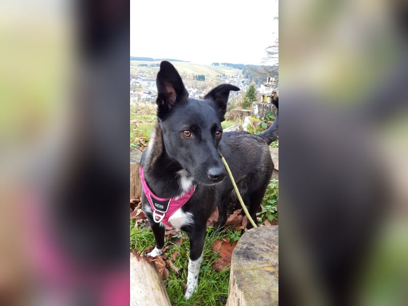 JOY sucht eine Familie